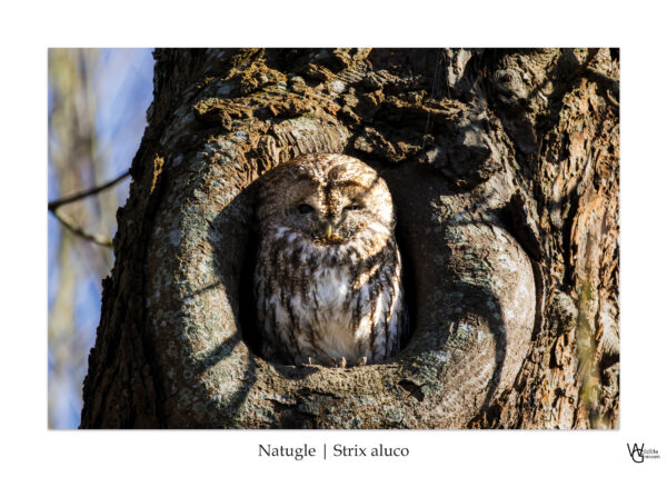 Bygholms Natugle