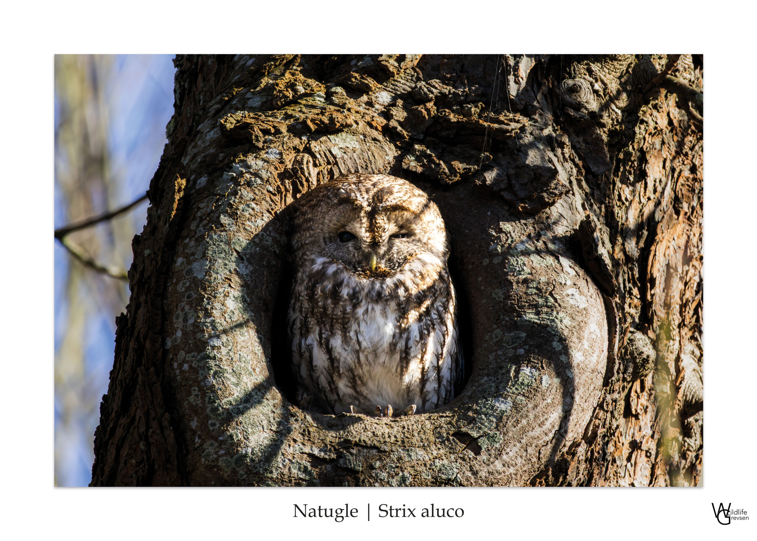 Bygholms Natugle