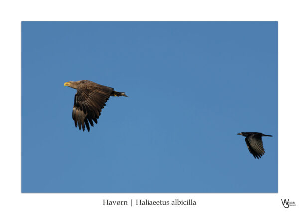 Havørnen & Rågen