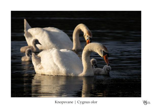 Svanefamilie