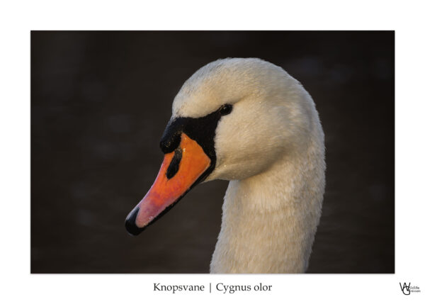 Svaneportræt