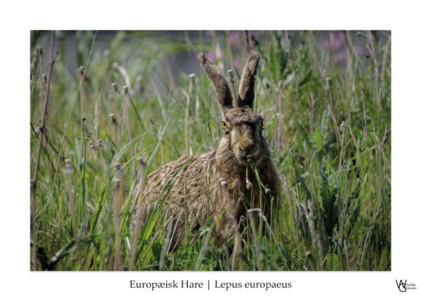 Vild Hare